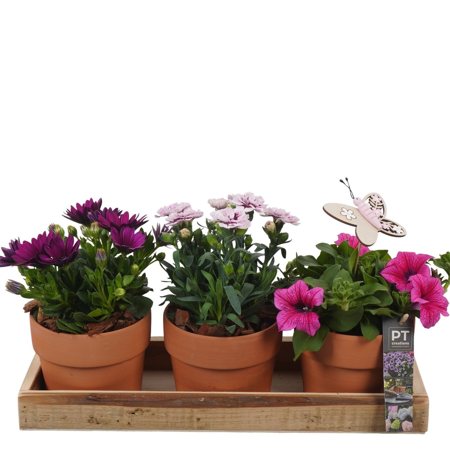 arr. PM196 23cm 40cm Pot