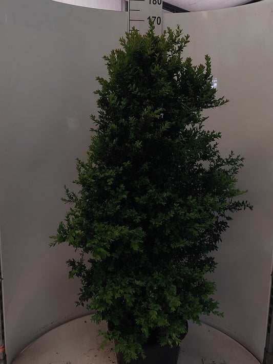 Buxus sempervirens ball 150cm 38cm Pot