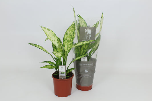 Dieffenbachia Vesuvius 65cm 17cm Pot