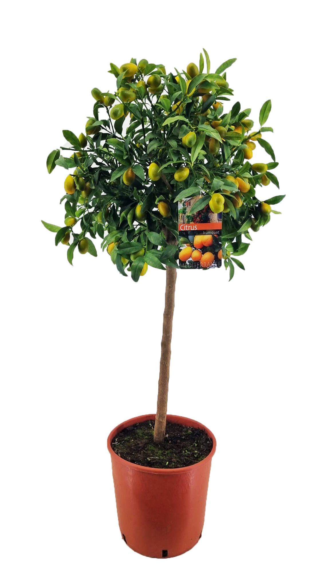 Citrus margarita 120cm 28cm Pot