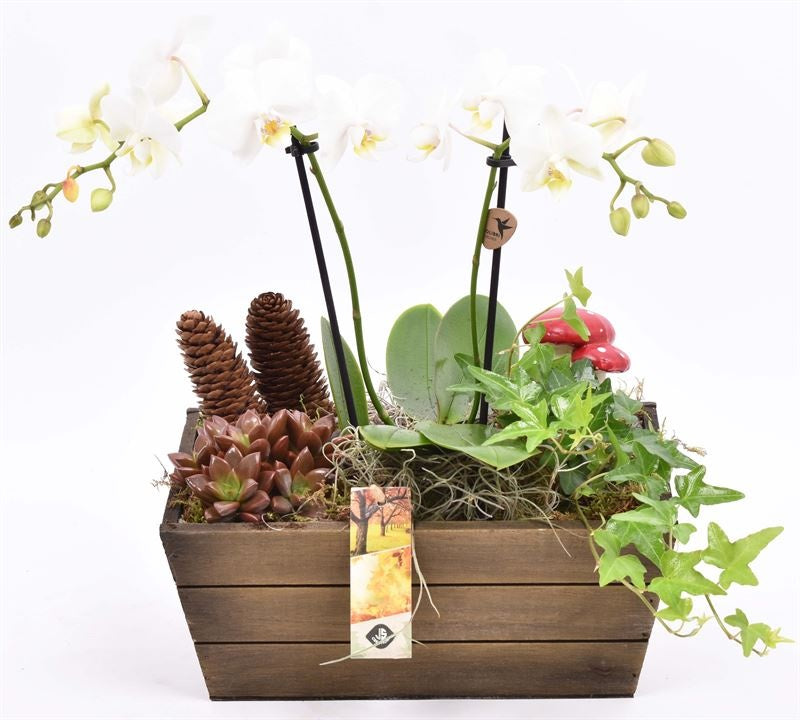 arr. Phalaenopsis 26cm Pot