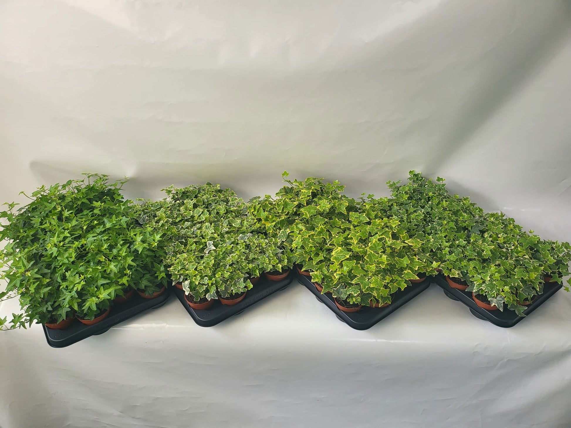 Berg Hedera Hedera helix mix Pack of 18