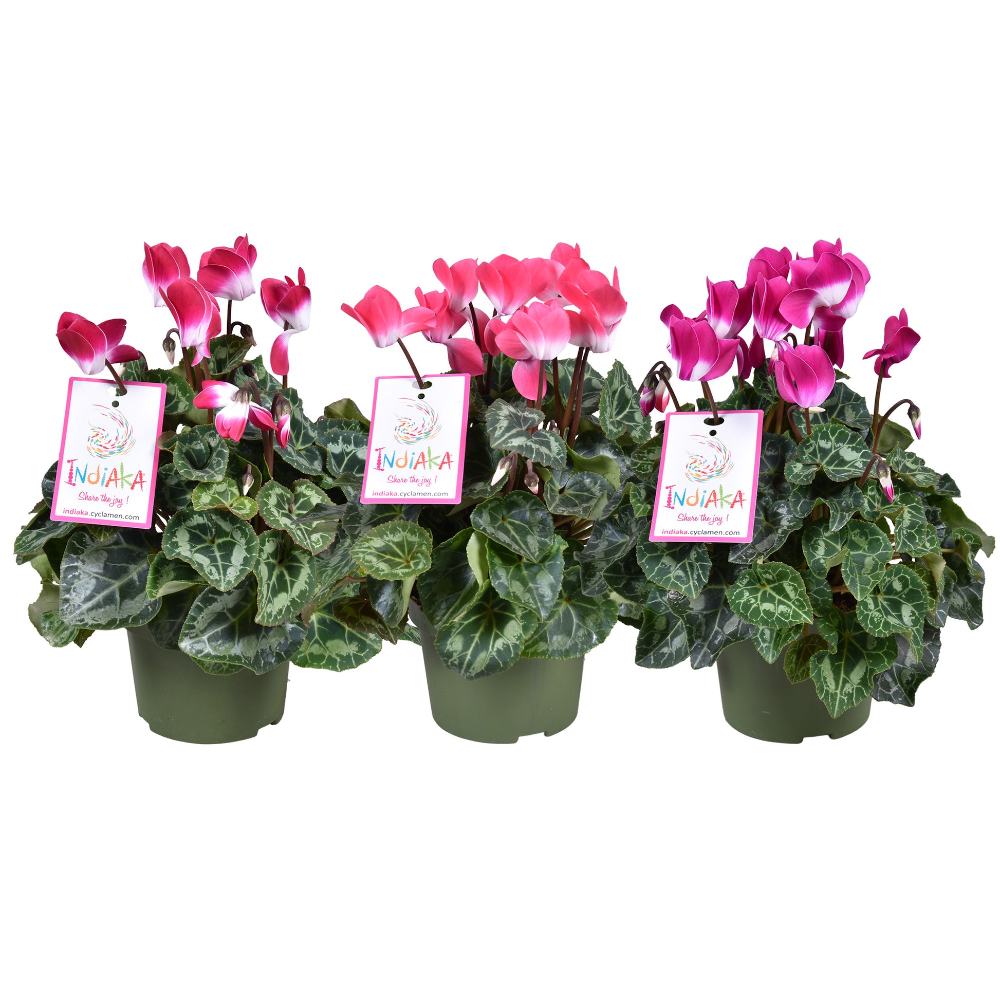 Cyclamen Indiaka mix 30cm 13cm Pot