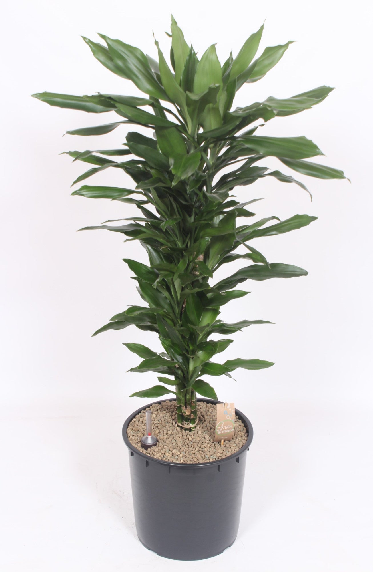 Dracaena frag. Janet Lind 130cm 34cm Pot