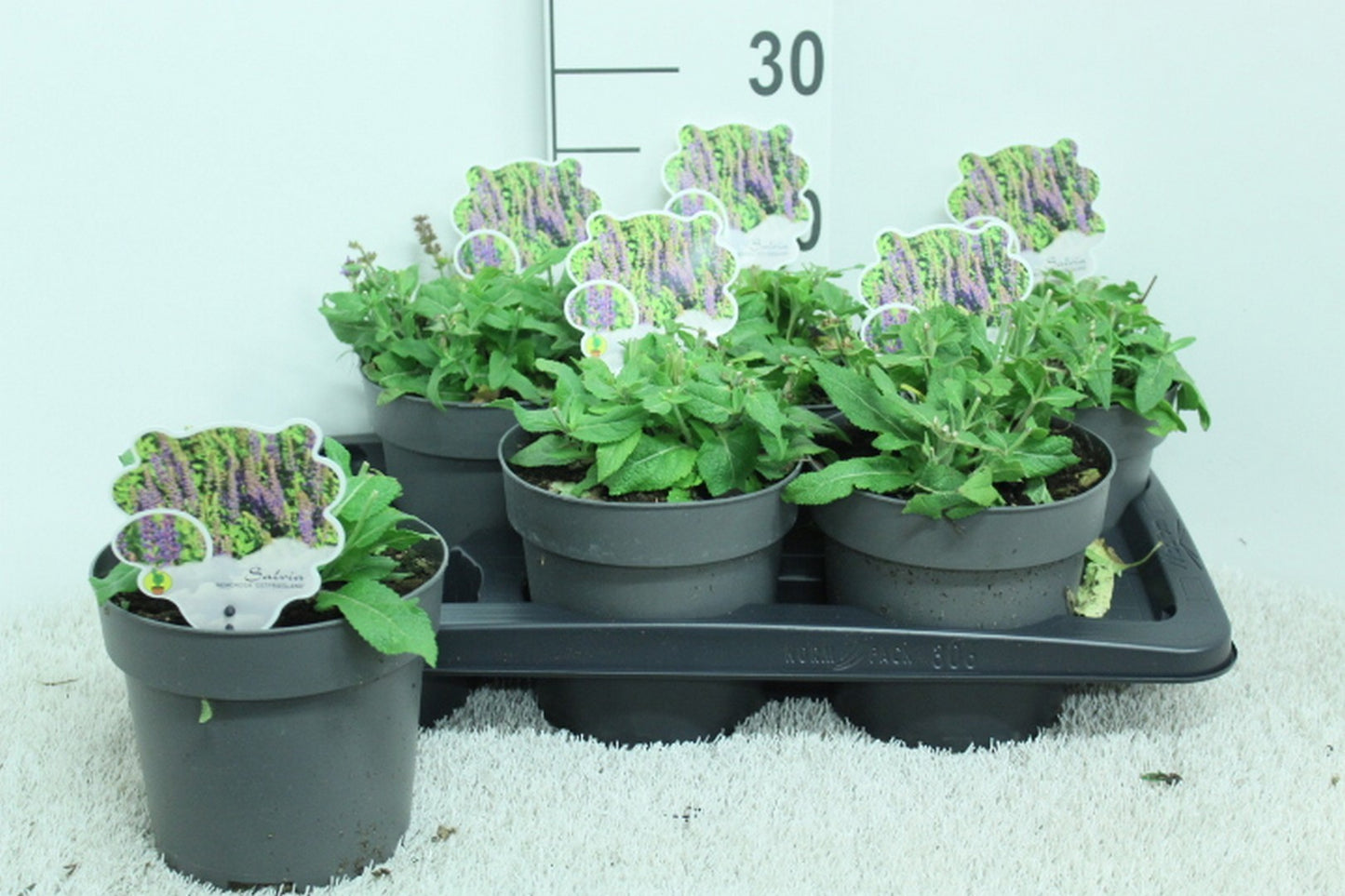 Salvia nem. Ostfriesland 20cm 17cm Pot