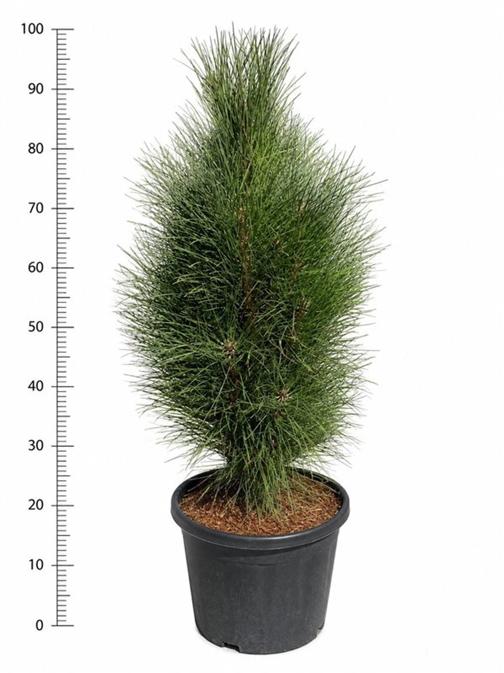 Bloemenkampen BV, Hkw. de Pinus nigra Green Tower Pack of 1