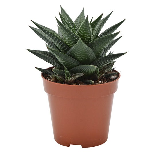 Haworthia limifolia 14cm Special Pot (508)