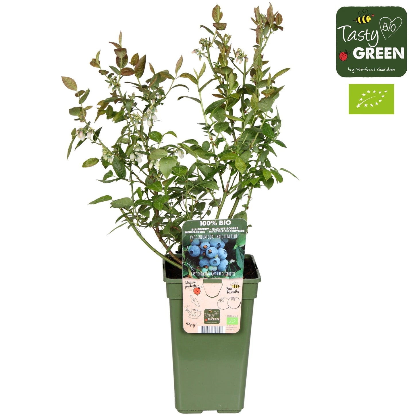Vaccinium corymbosum ("Blueberry") 50cm 19cm Pot