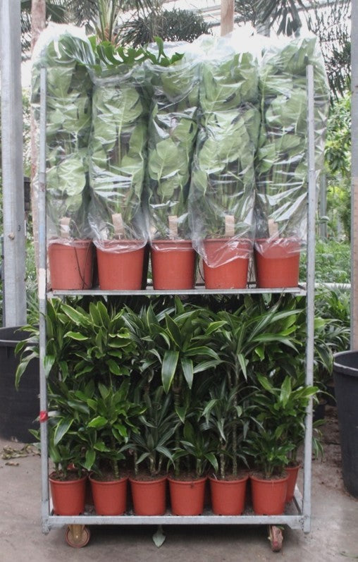 Foliage houseplants mix 120cm 999cm Pot