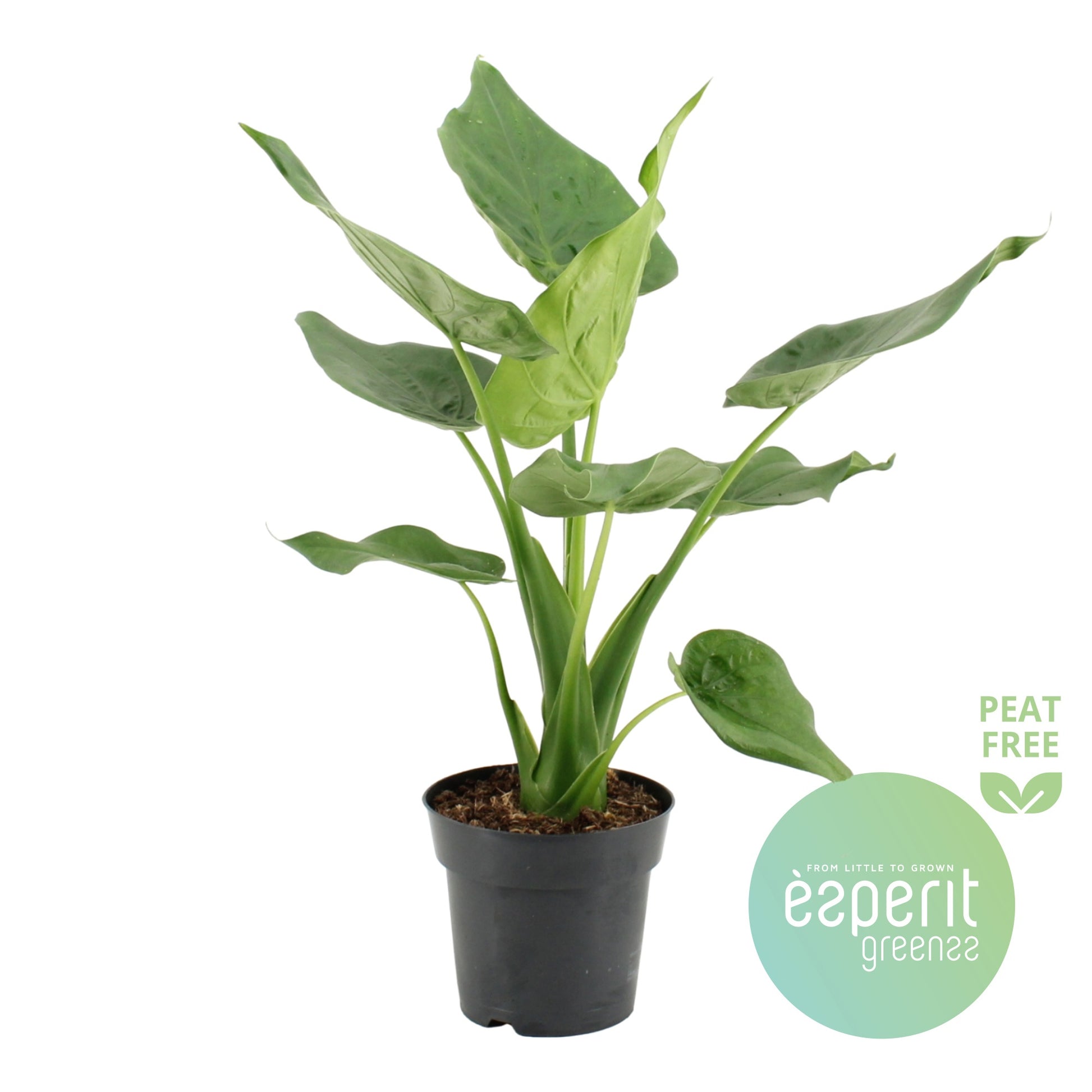 Alocasia cucullata 55cm 17cm Pot