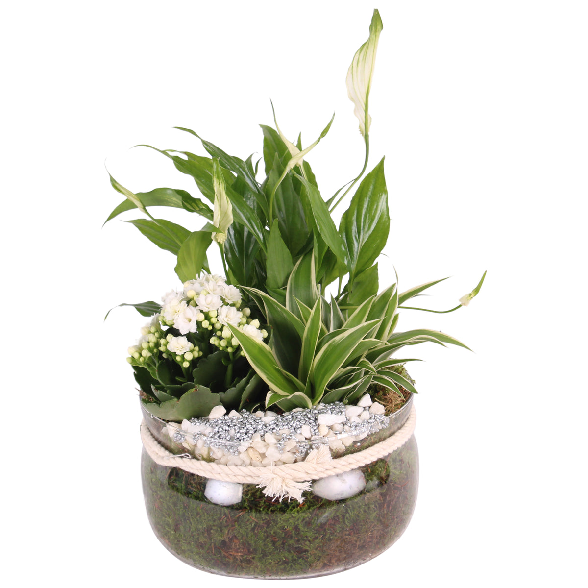 Indoor arrangement 25cm 20cm Pot