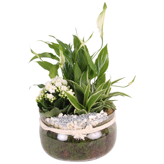 Indoor arrangement 25cm 20cm Pot