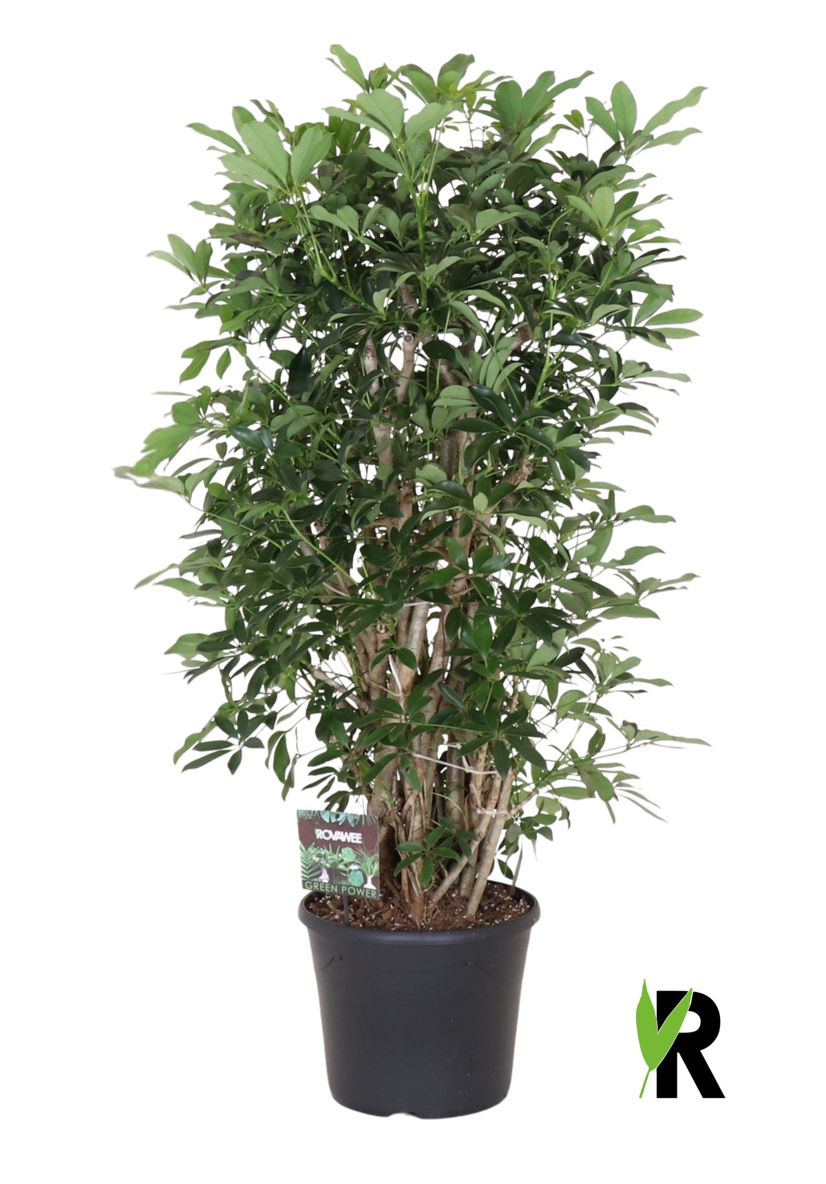 Schefflera Compacta 150cm 35cm Pot