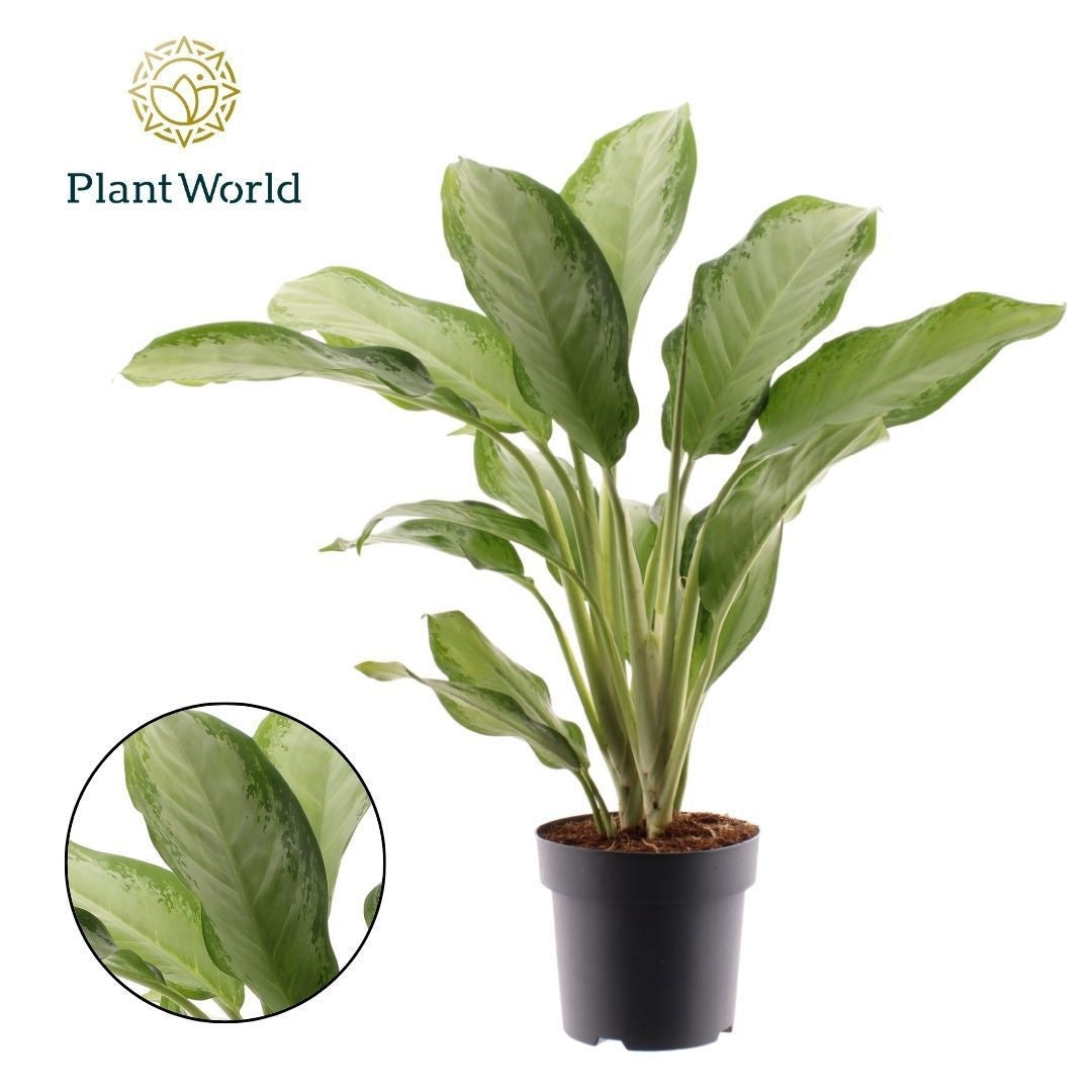 Aglaonema Cleopatra 70cm 21cm Pot