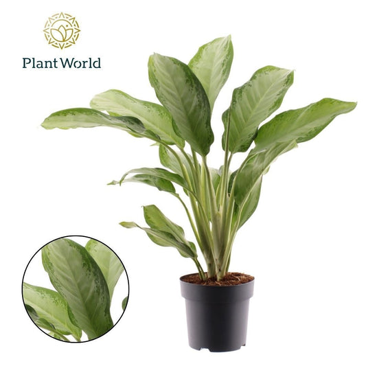 Aglaonema Cleopatra 70cm 21cm Pot