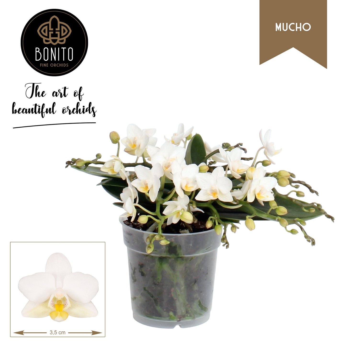 Bonito Plant Phalaenopsis mf. Nazare Pack of 10