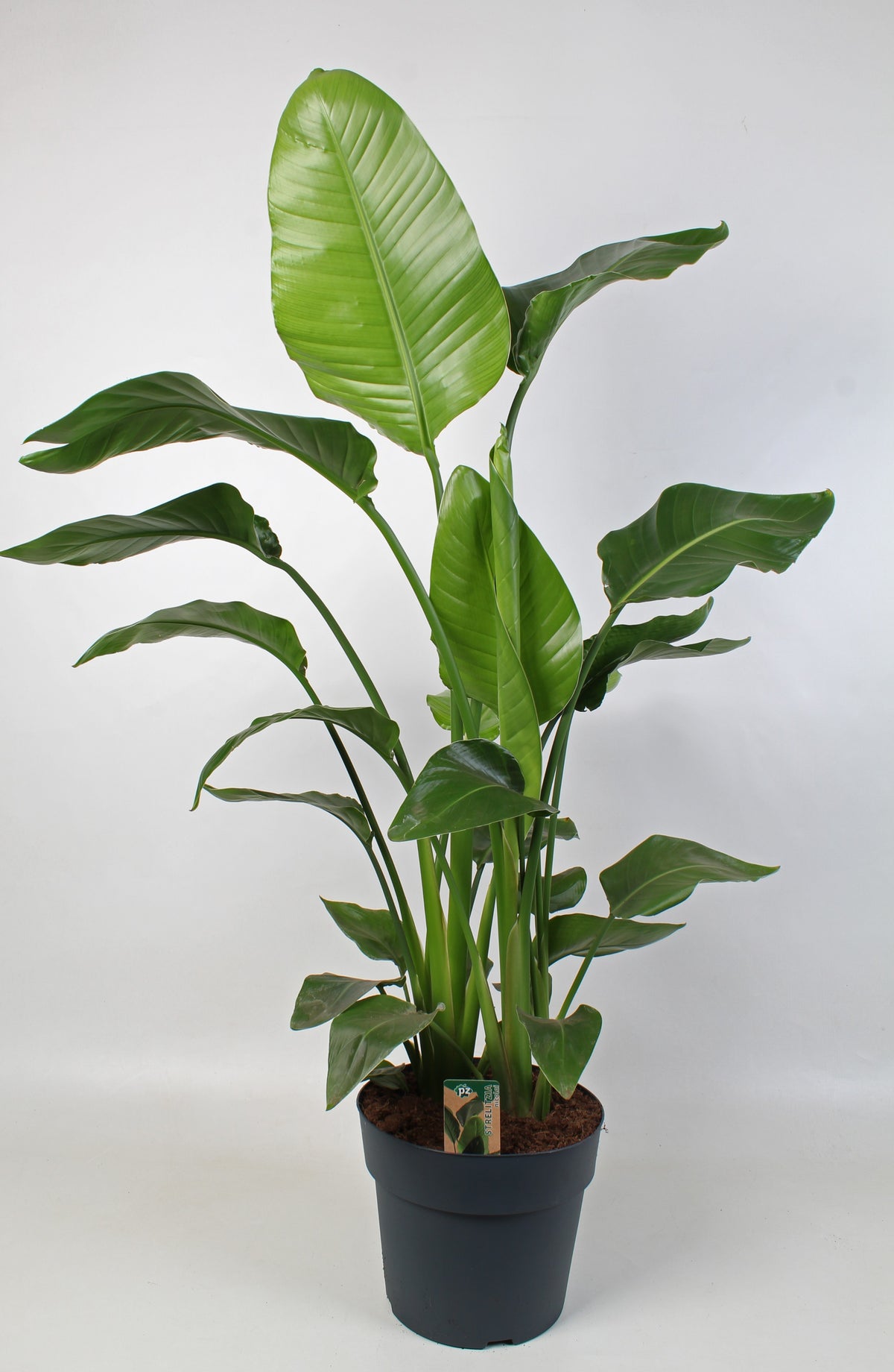 Strelitzia nicolai 130cm 24cm Pot