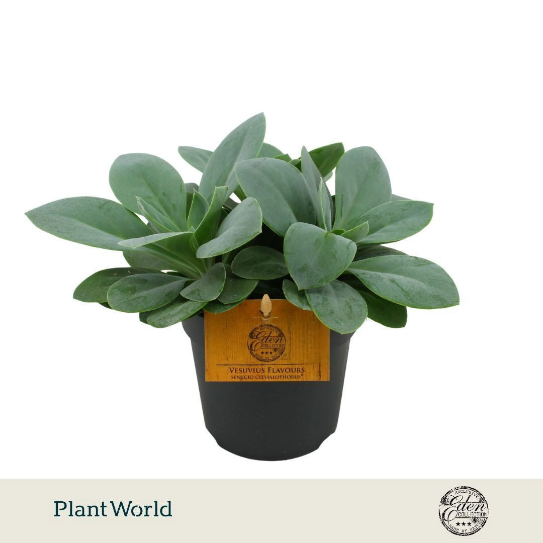 Senecio cephalophorus 20cm 12cm Pot