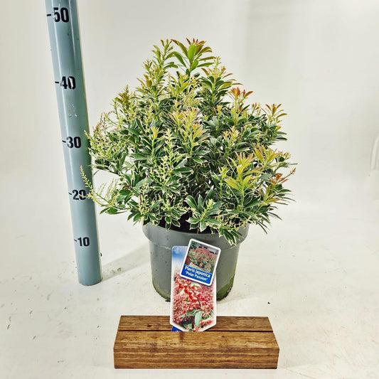 Pieris japonica Passion 40cm 23cm Pot