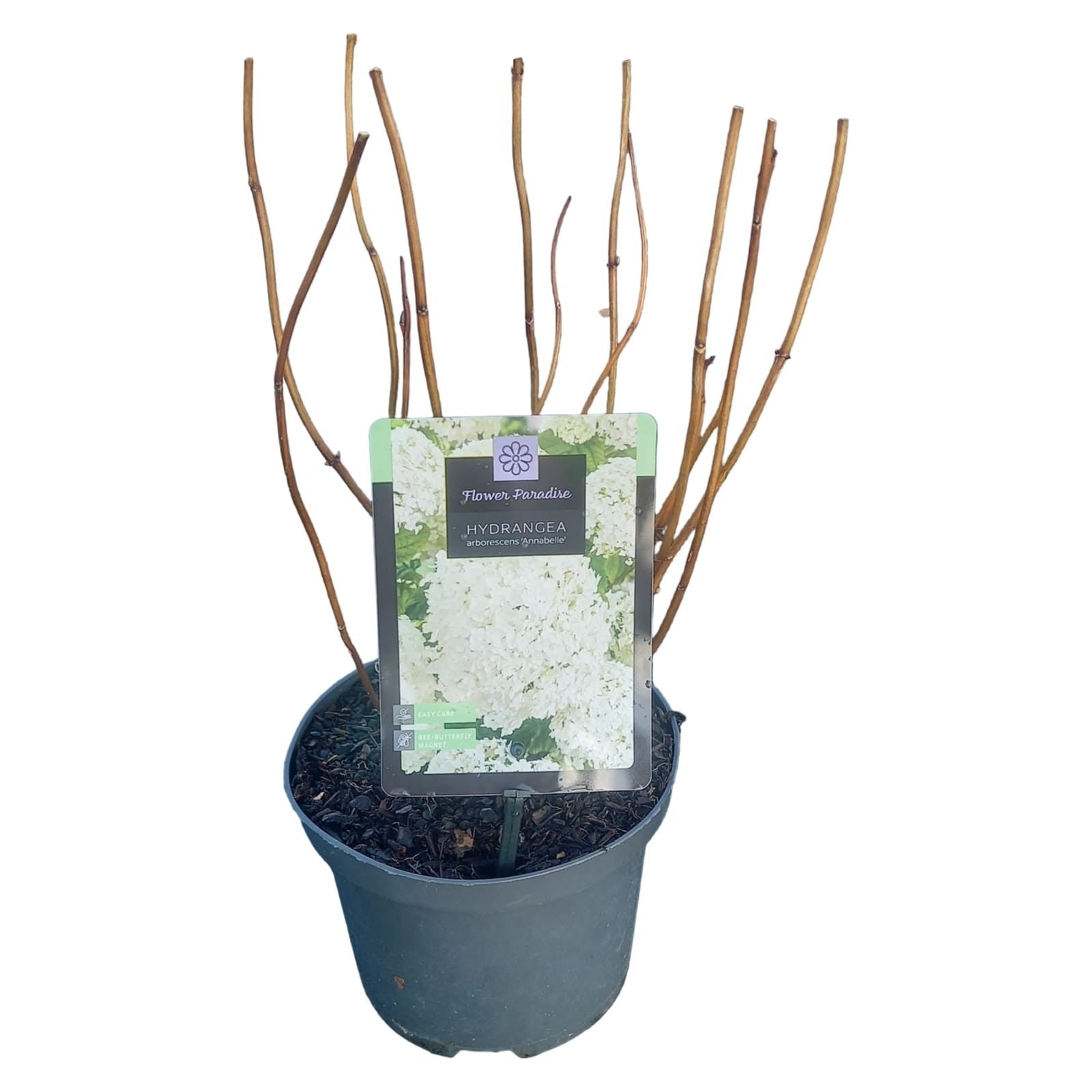 Hydrangea Annabelle 45cm 17cm Pot