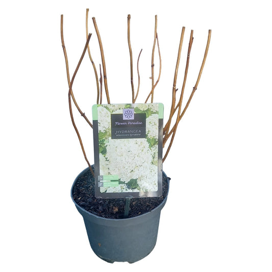 Hydrangea Annabelle 45cm 17cm Pot