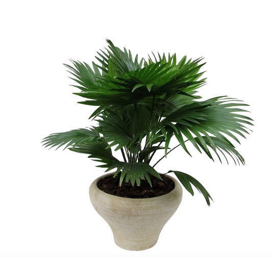 Livistona rotundifolia 60cm 26cm Pot