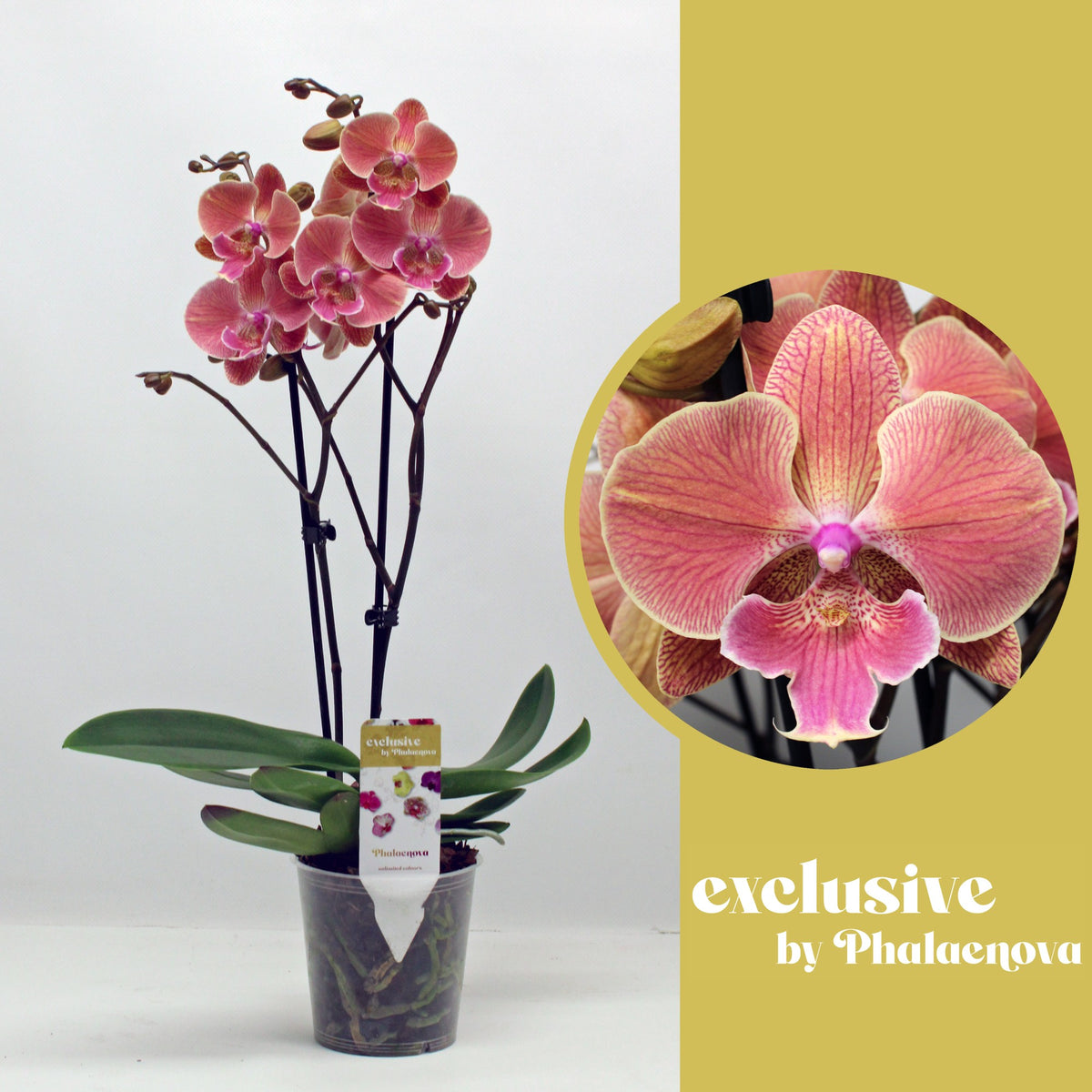 Phalaenopsis Hybrid 50cm 12cm Pot