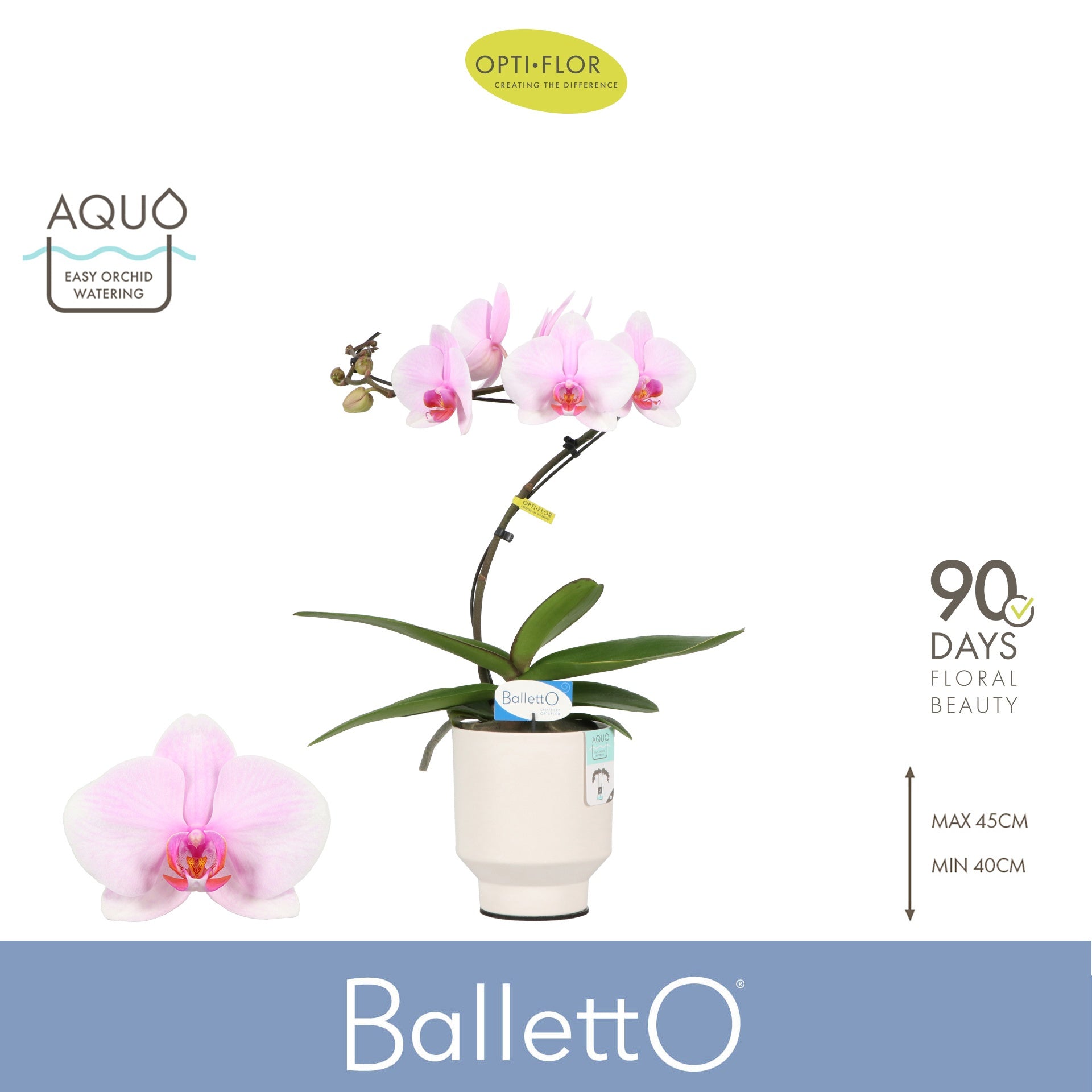 Phalaenopsis pink 45cm 12cm Pot