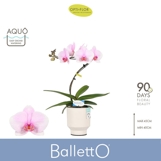 Phalaenopsis pink 45cm 12cm Pot