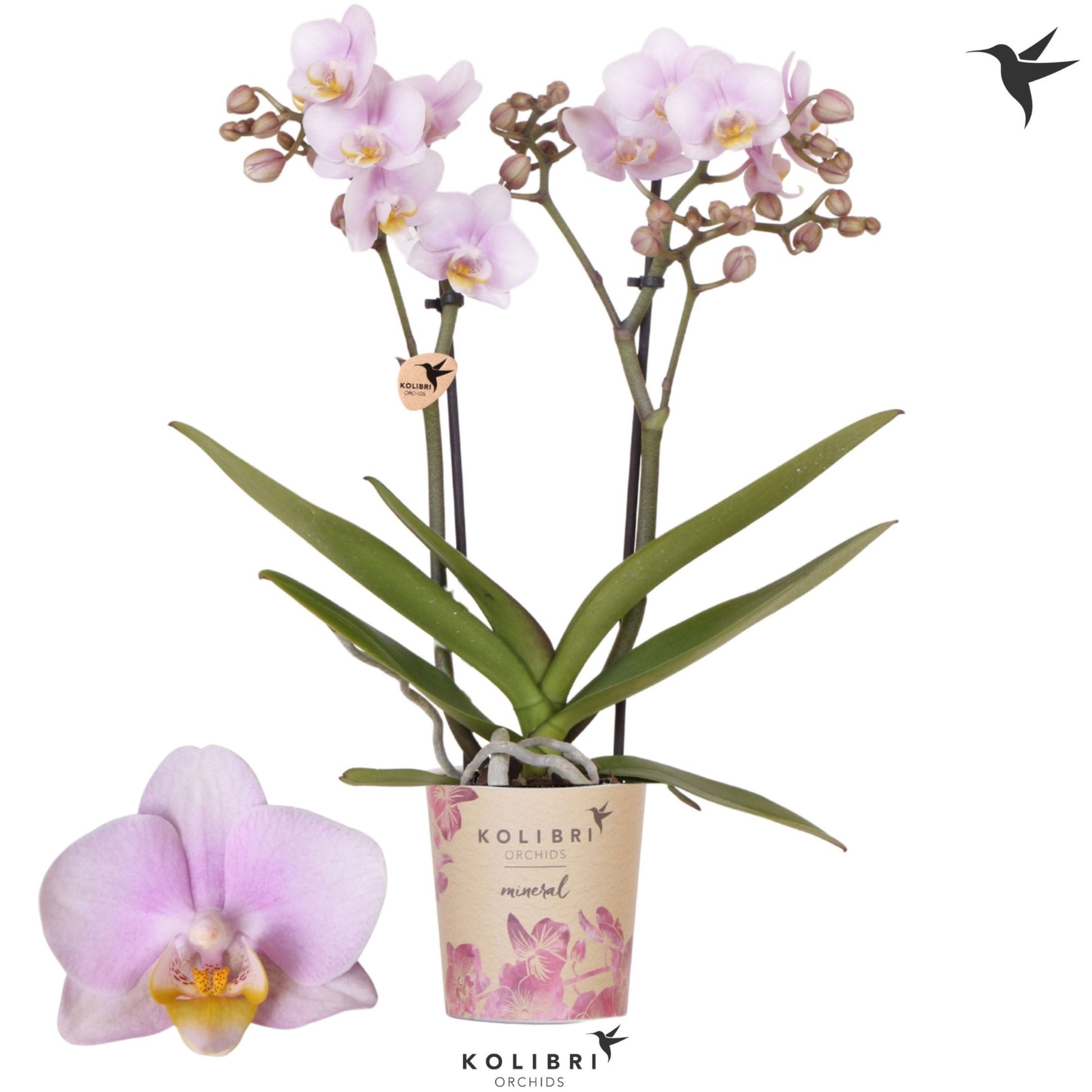 OK Plant Phalaenopsis mf. Netherlands Pack of 12