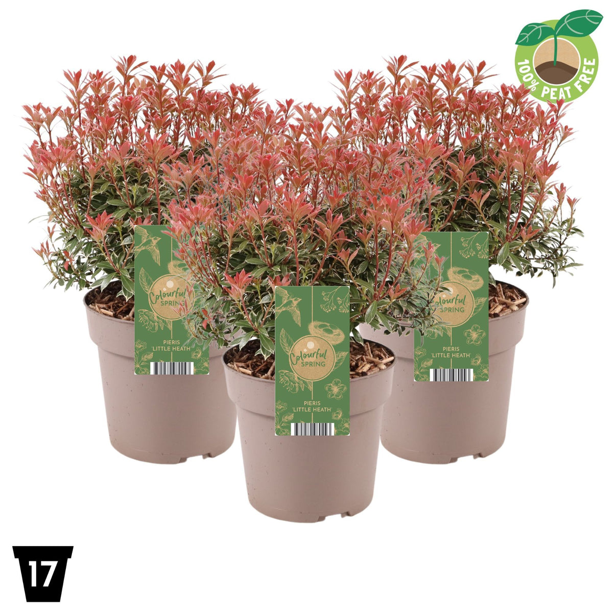 Pieris japonica Little Heath 30cm 17cm Pot