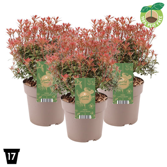 Pieris japonica Little Heath 30cm 17cm Pot