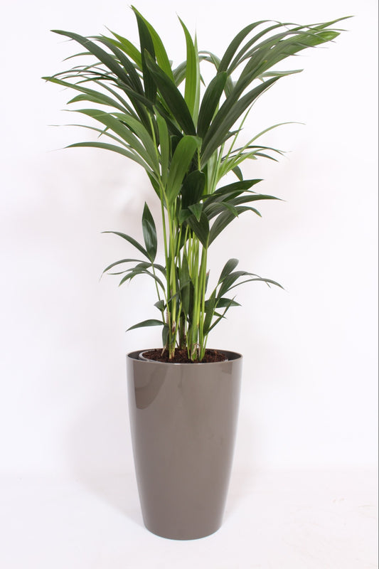 Howea forsteriana 120cm 29cm Pot