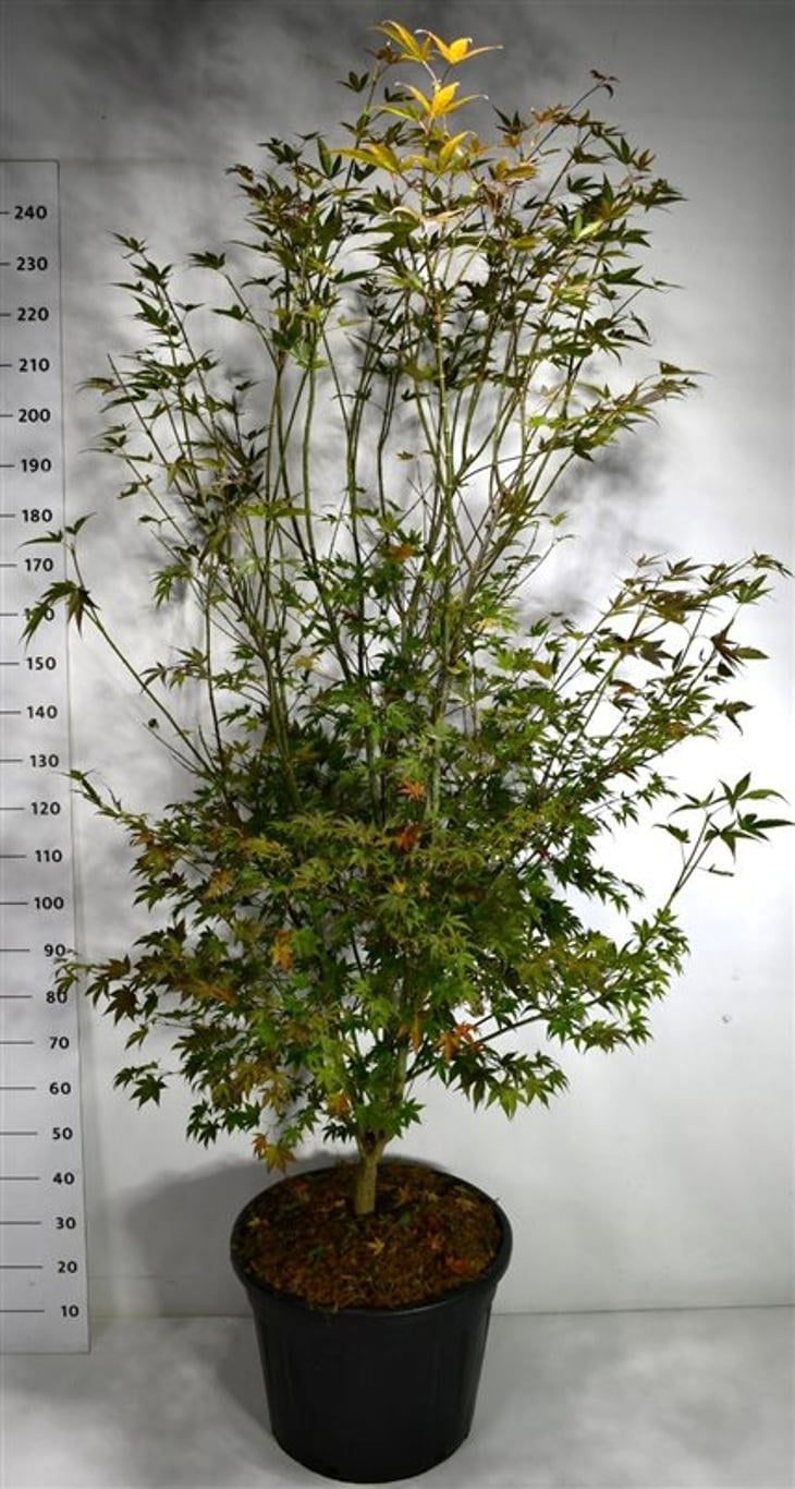 Acer Atropurpureum 260cm 55cm Pot