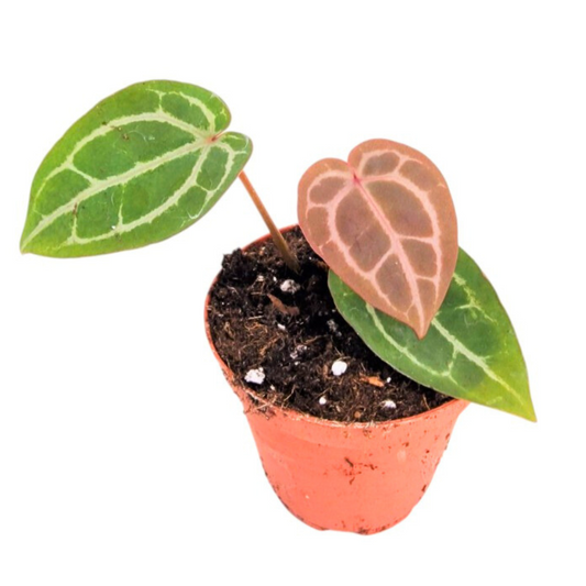 Anthurium andraeanum 15cm 9cm Pot