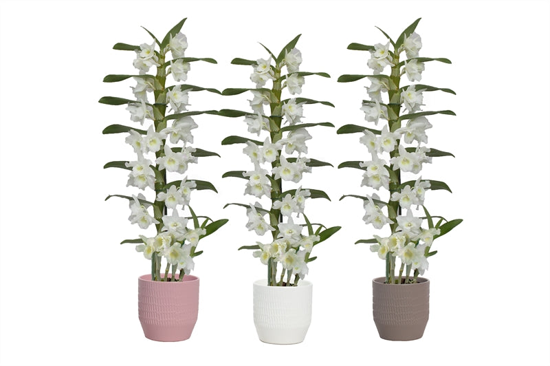 Dendrobium Apollon 50cm 12cm Pot