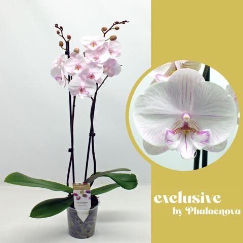 Phalaenopsis Hybrid 65cm 12cm Pot