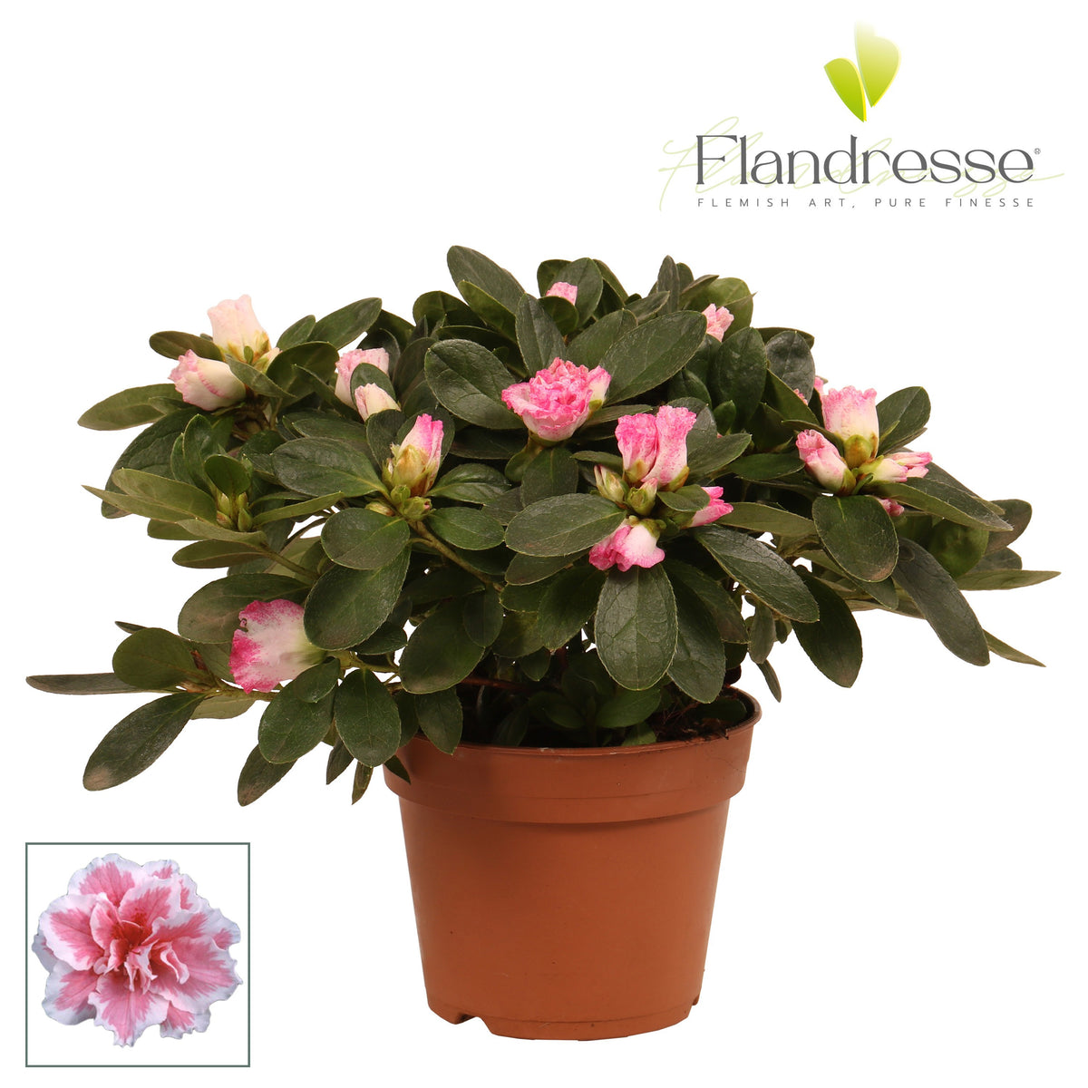 Rhododendron simsii Hülsten 25cm 12cm Pot