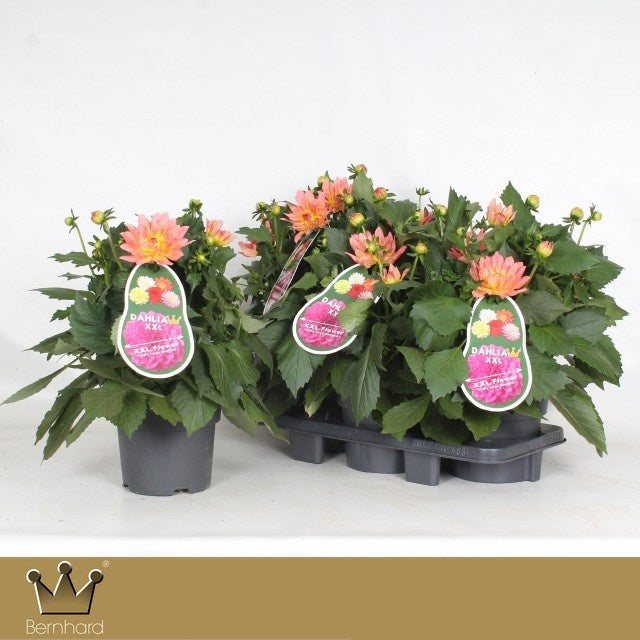 Dahlia Aztec XXL Merida Orange 40cm 19cm Pot