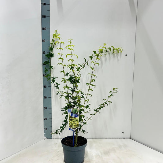 Acer Aoyagi 95cm 19cm Pot