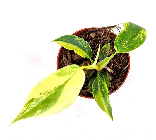 Philodendron scandens 10cm 7cm Pot