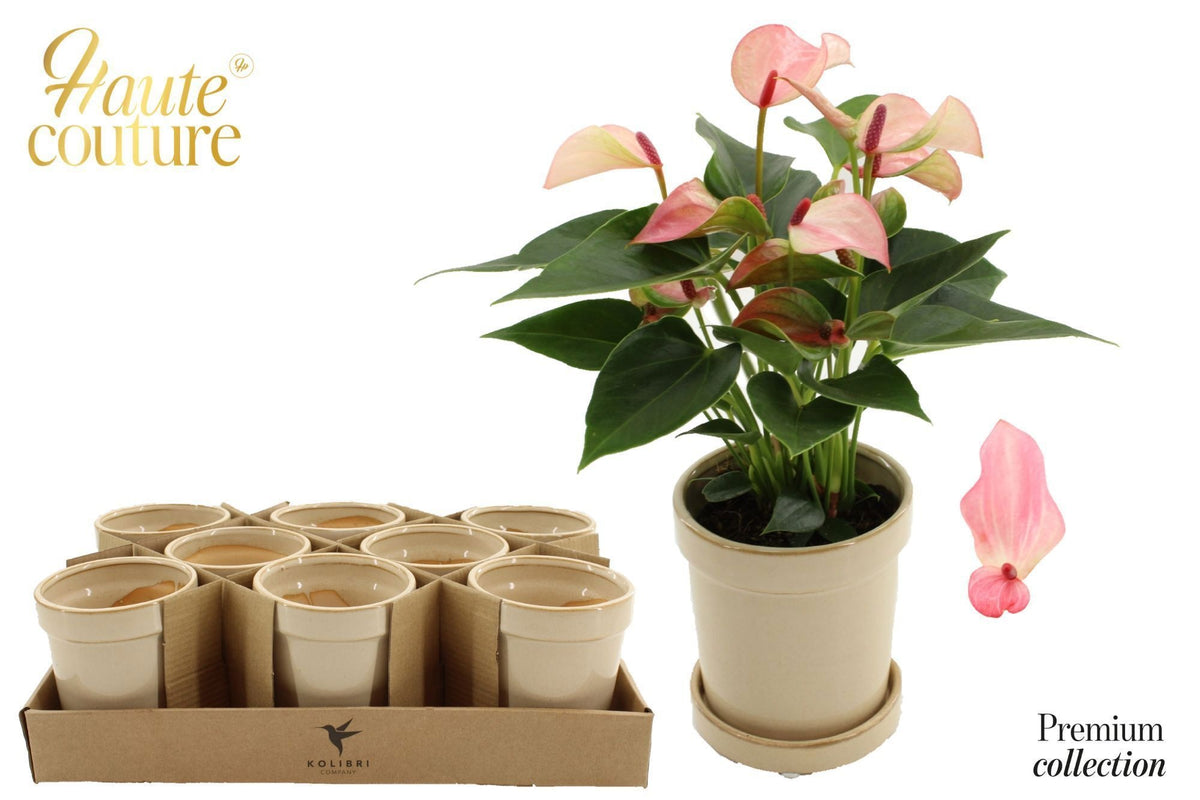 Anthurium Matata 25cm 9cm Pot