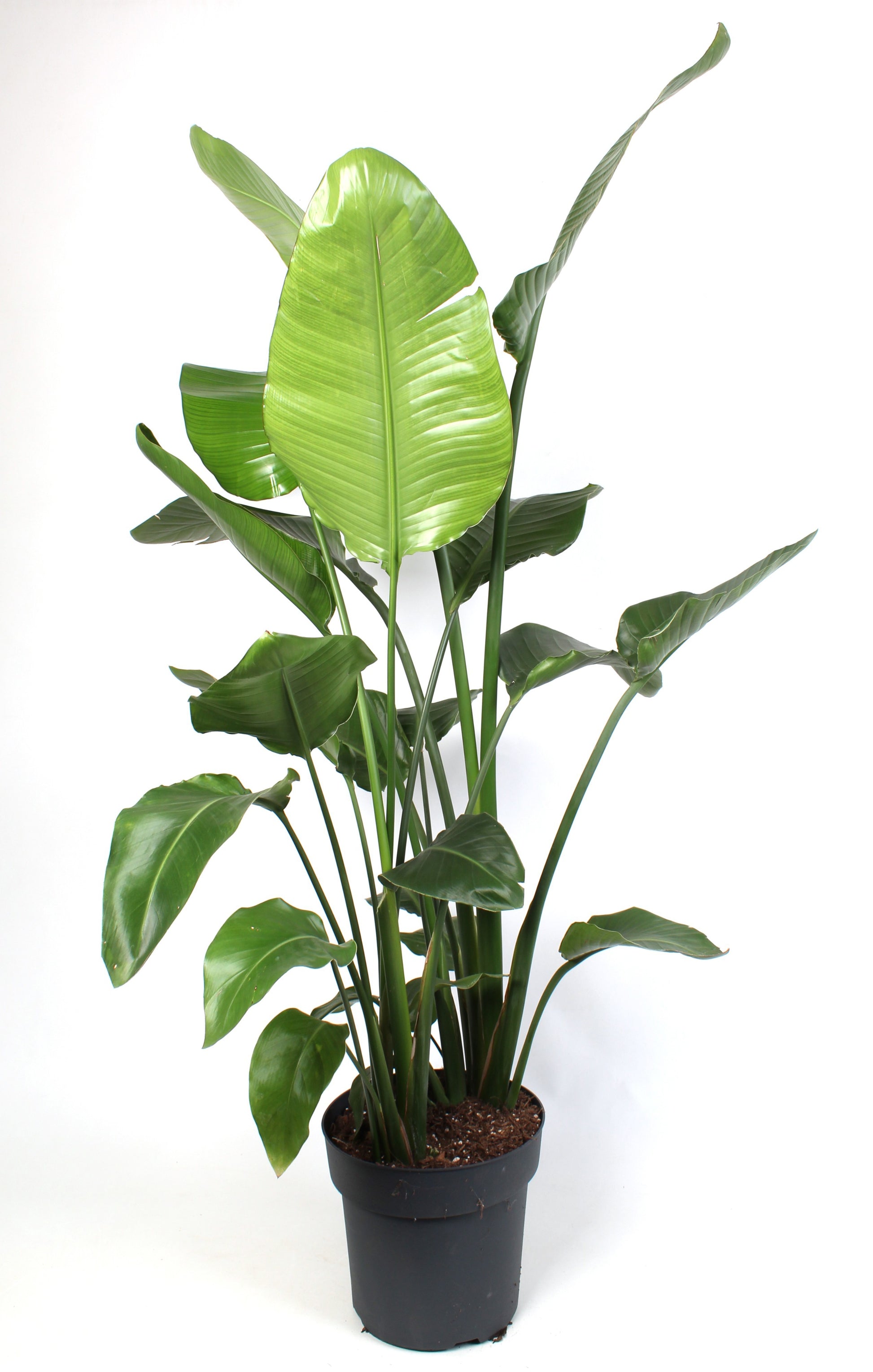 Strelitzia nicolai 170cm 27cm Pot