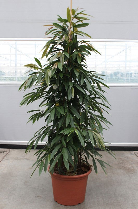 Ficus Amstel King 240cm 50cm Pot