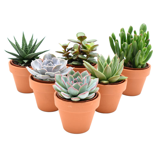 Succulent mix 9cm 7cm Pot