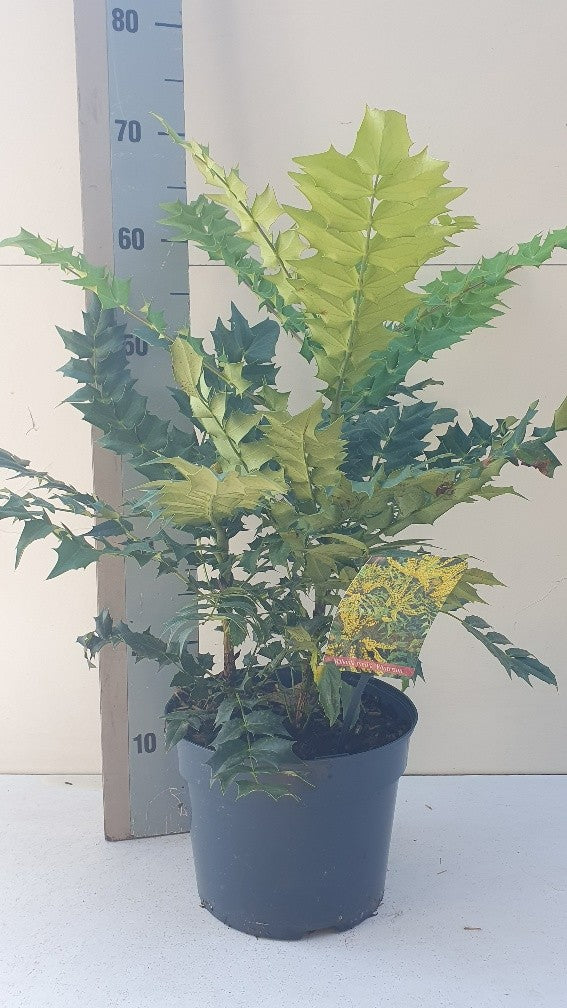 Mahonia med. Winter Sun 60cm 23cm Pot