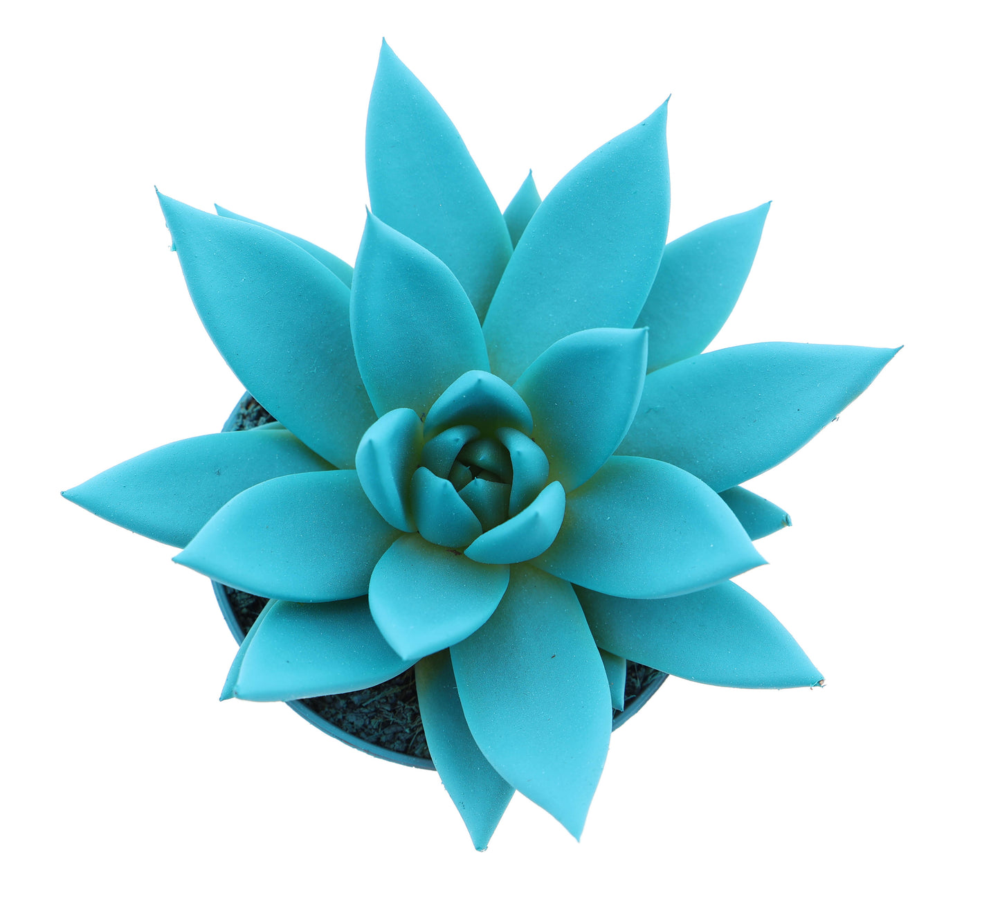 Rainbow mint 10cm Special Pot (508)