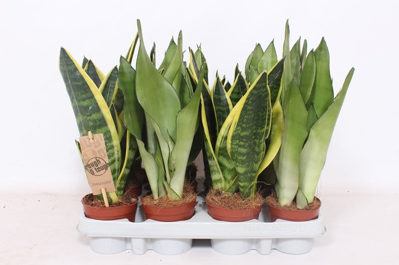 Fachjan BV Sansevieria mix Pack of 12