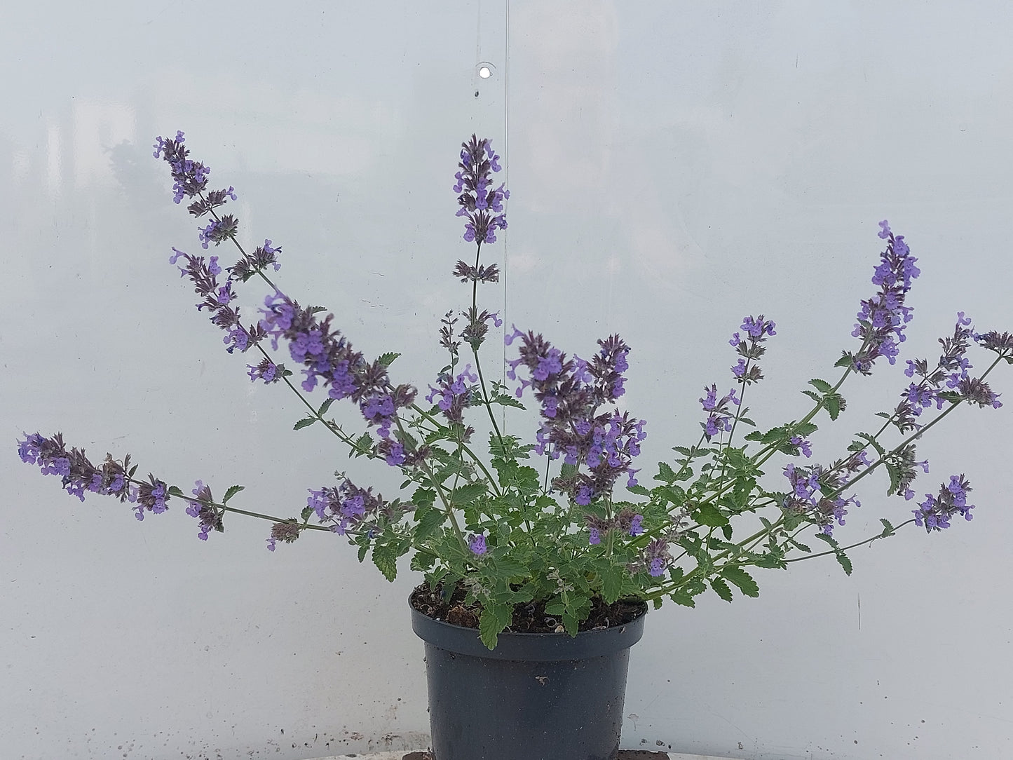 Winden BV, Buxuskw W. van Nepeta faa. Walker's Low Pack of 1