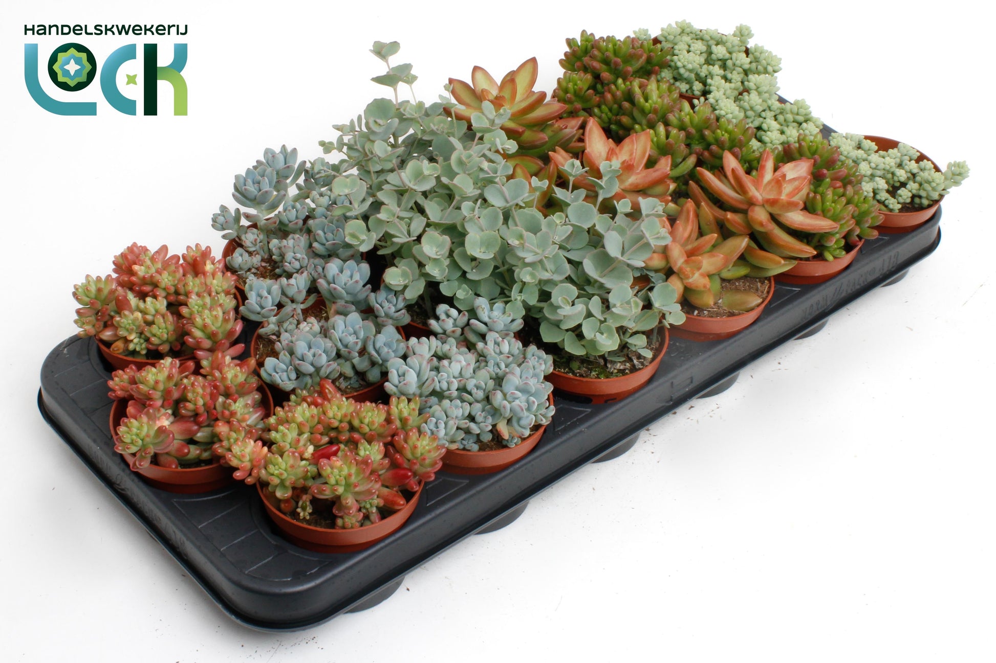 Sedum mix 10cm 8.5cm Pot